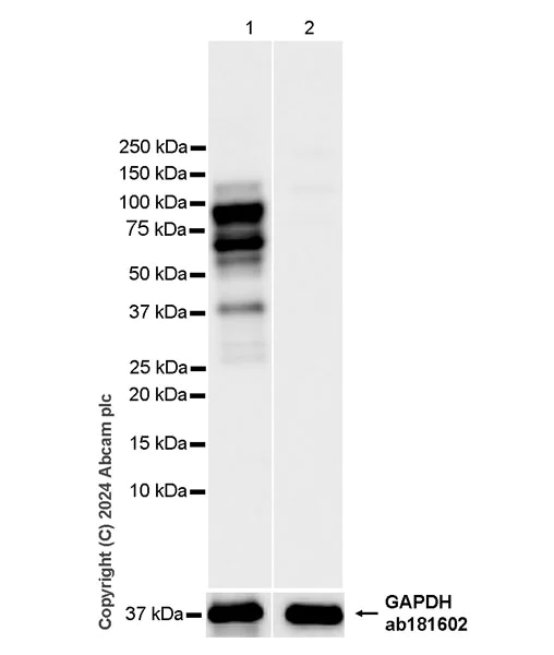 Western blot - Anti-PML Protein antibody [EPR27157-75] (AB317018)