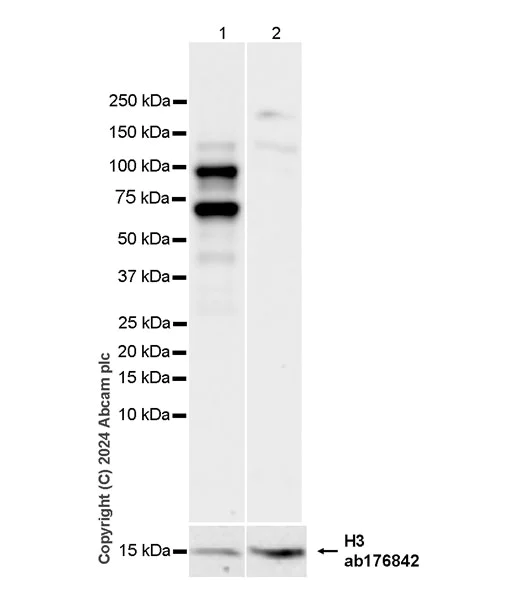 Western blot - Anti-PML Protein antibody [EPR27157-75] (AB317018)
