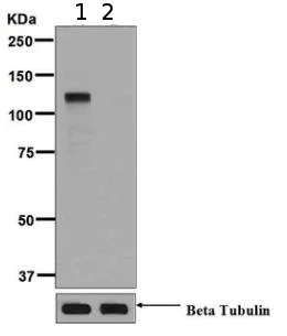 Western blot - Anti-PML Protein (phospho S518) antibody [EPR6151] (AB128932)