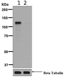 Western blot - Anti-PML Protein (phospho S518) antibody [EPR6151] - BSA and Azide free (AB184769), expandable thumbnail