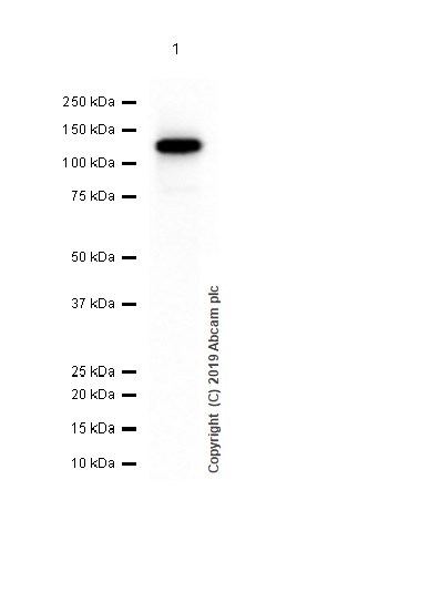 Western blot - Anti-PML Protein (phospho S518) antibody [EPR6151] - BSA and Azide free (AB184769), expandable thumbnail
