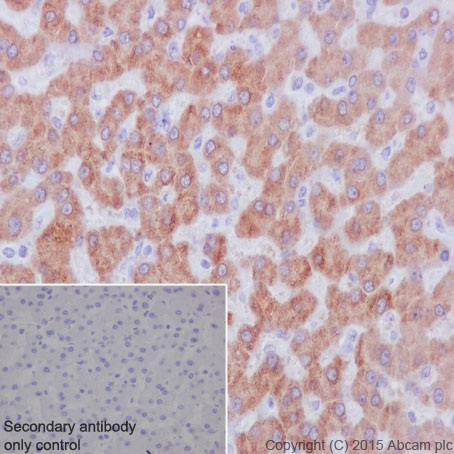 Immunohistochemistry (Formalin/PFA-fixed paraffin-embedded sections) - Anti-PMM1 antibody [EPR17844] (AB202058), expandable thumbnail