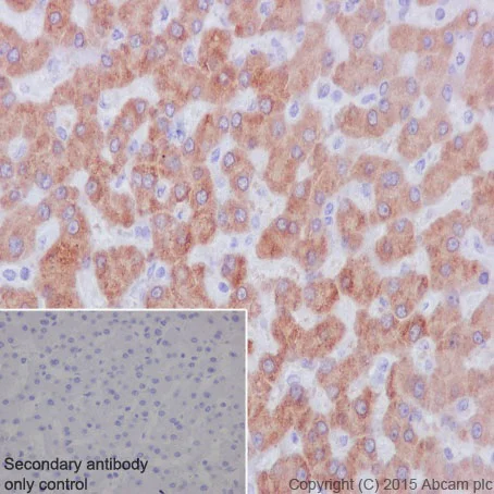 Immunohistochemistry (Formalin/PFA-fixed paraffin-embedded sections) - Anti-PMM1 antibody [EPR17844] (AB202058)