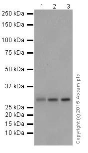 Western blot - Anti-PMM1 antibody [EPR17844] (AB202058)