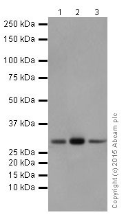 Western blot - Anti-PMM1 antibody [EPR17844] (AB202058), expandable thumbnail