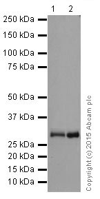 Western blot - Anti-PMM1 antibody [EPR17844] (AB202058), expandable thumbnail