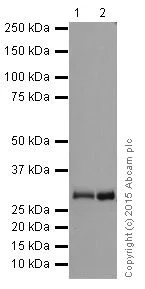Western blot - Anti-PMM1 antibody [EPR17844] (AB202058)