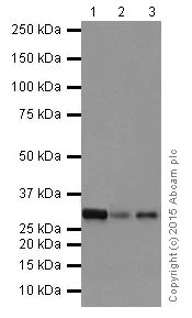 Western blot - Anti-PMM1 antibody [EPR17844] - BSA and Azide free (AB251358)