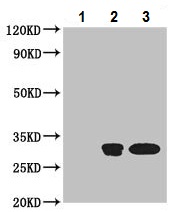 Immunoprecipitation - Anti-PMM2 antibody (AB229996), expandable thumbnail