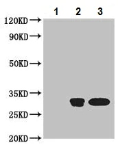 Immunoprecipitation - Anti-PMM2 antibody (AB229996)