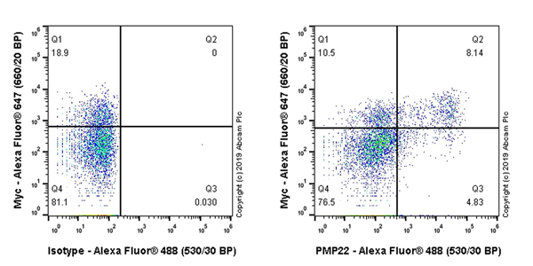 Flow Cytometry - Anti-PMP22 antibody [EPR23112-110] (AB270400), expandable thumbnail