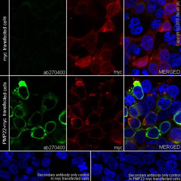 Immunocytochemistry/ Immunofluorescence - Anti-PMP22 antibody [EPR23112-110] (ab270400), expandable thumbnail