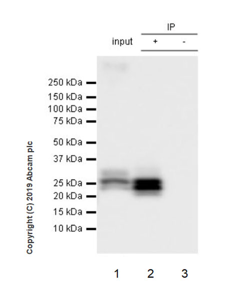 Immunoprecipitation - Anti-PMP22 antibody [EPR23112-110] (AB270400), expandable thumbnail