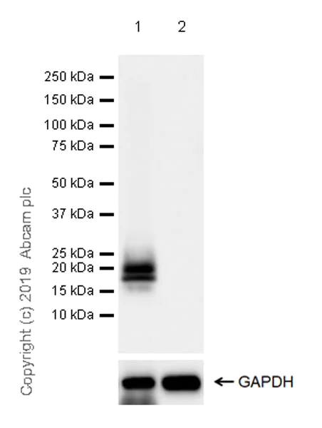 Western blot - Anti-PMP22 antibody [EPR23112-110] (AB270400)
