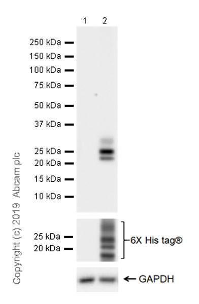 Western blot - Anti-PMP22 antibody [EPR23112-110] (AB270400), expandable thumbnail