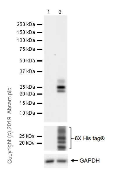 Western blot - Anti-PMP22 antibody [EPR23112-110] (AB270400)