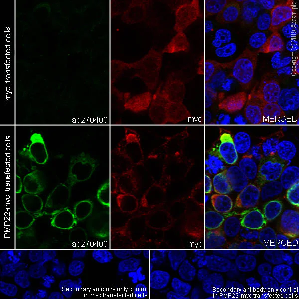 Immunocytochemistry/ Immunofluorescence - Anti-PMP22 antibody [EPR23112-110] - BSA and Azide free (AB270407)