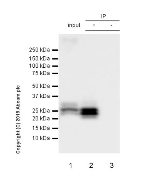 Immunoprecipitation - Anti-PMP22 antibody [EPR23112-110] - BSA and Azide free (AB270407)