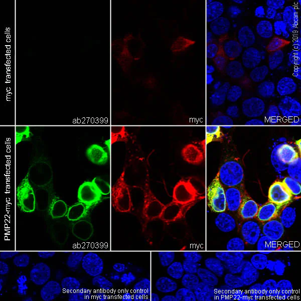 Immunocytochemistry/ Immunofluorescence - Anti-PMP22 antibody [EPR23113-31] (AB270399)