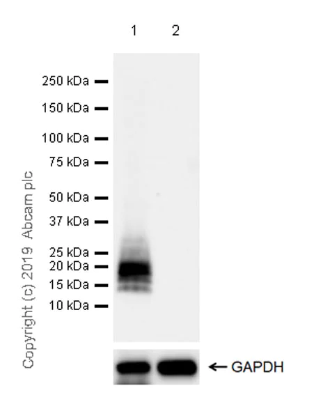 Western blot - Anti-PMP22 antibody [EPR23113-31] (AB270399)