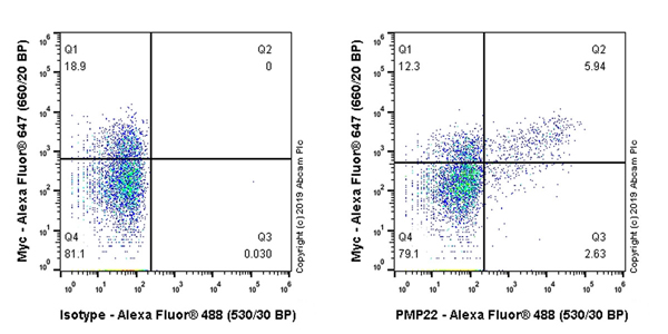 Flow Cytometry - Anti-PMP22 antibody [EPR23113-31] - BSA and Azide free (AB270406)