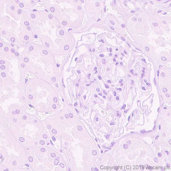Immunohistochemistry (Formalin/PFA-fixed paraffin-embedded sections) - Anti-PMP22 antibody [EPR23113-31] - BSA and Azide free (AB270406)