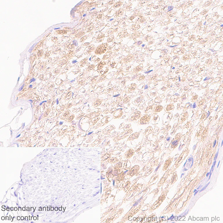 Immunohistochemistry (Formalin/PFA-fixed paraffin-embedded sections) - Anti-PMP22 antibody [EPR26310-118-5] - BSA and Azide free (AB303559)