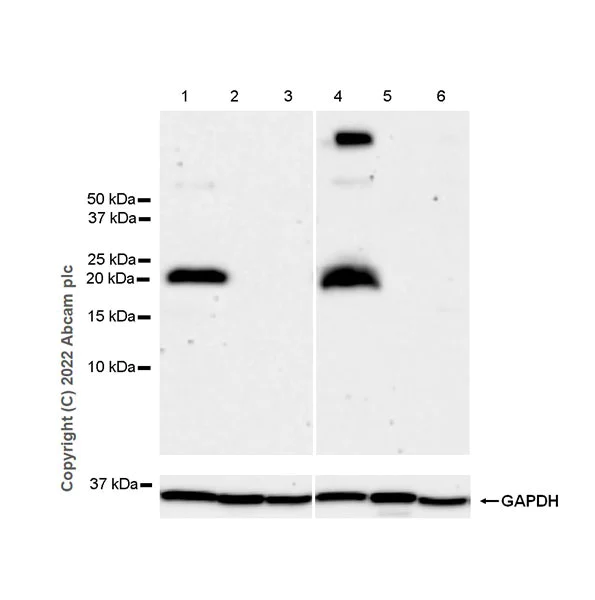 Western blot - Anti-PMP22 antibody [EPR26310-118-5] - BSA and Azide free (AB303559)