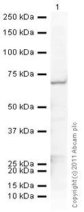 Western blot - Anti-PMP70 antibody (AB85550)