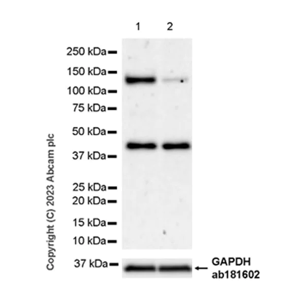 Western blot - Anti-PMS1 antibody [EPR27158-78] (AB315798)