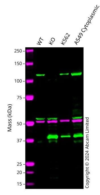 Western blot - Anti-PMS1 antibody [EPR27158-78] (AB315798)