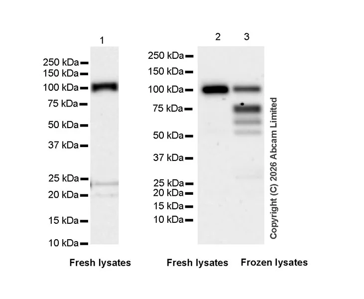 Western blot - Anti-PMS2 antibody [EPR30476-81] (AB326043)