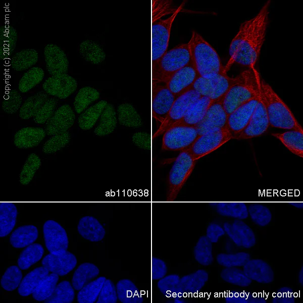 Immunocytochemistry/ Immunofluorescence - Anti-PMS2 antibody [EPR3947] - BSA and Azide free (AB214442)
