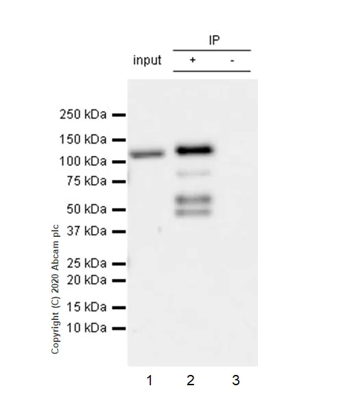 Immunoprecipitation - Anti-PMS2 antibody [EPR3947] - BSA and Azide free (AB214442)