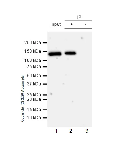 Immunoprecipitation - Anti-PMS2 antibody [EPR3947] - BSA and Azide free (AB214442)