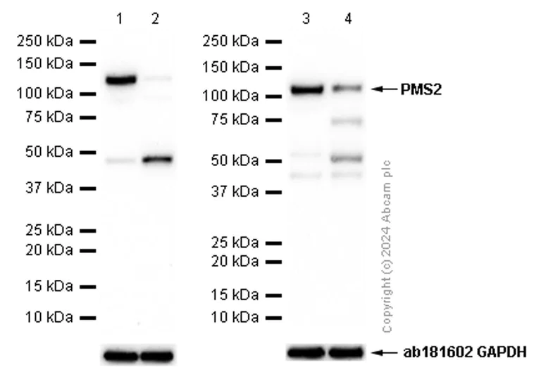 Western blot - Anti-PMS2 antibody [EPR3947] - BSA and Azide free (AB214442)