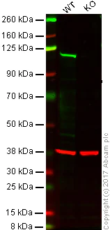 Western blot - Anti-PMS2 antibody [EPR3947] - BSA and Azide free (AB214442)