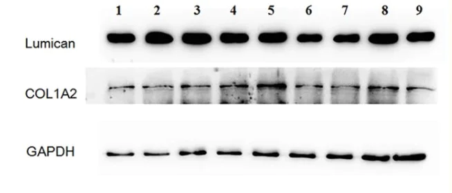 Cellular Activation - PMSF, protease inhibitor (AB141032)
