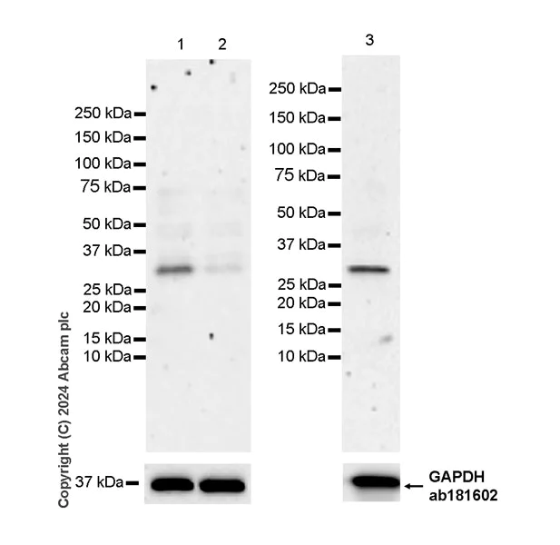 Western blot - Anti-PNAD antibody [EPR28215-189] - BSA and Azide free (AB318271)