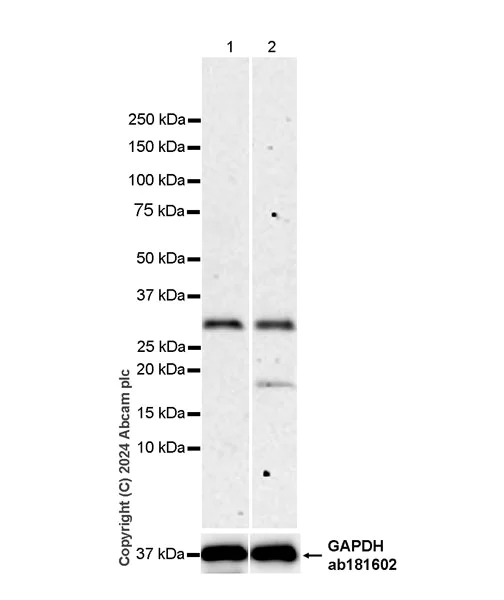 Western blot - Anti-PNAD antibody [EPR28215-189] - BSA and Azide free (AB318271)