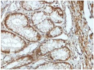 Immunohistochemistry (Formalin/PFA-fixed paraffin-embedded sections) - Anti-PNGase antibody (AB197107)
