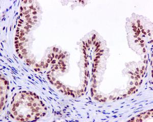 Immunohistochemistry (Formalin/PFA-fixed paraffin-embedded sections) - Anti-PNK/PNKP antibody [EPR11934(B)] - BSA and Azide free (AB249619), expandable thumbnail