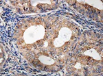 Immunohistochemistry (Formalin/PFA-fixed paraffin-embedded sections) - Anti-PNKD antibody (AB140115)