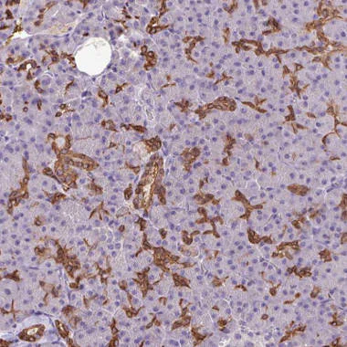 Immunohistochemistry (Formalin/PFA-fixed paraffin-embedded sections) - Anti-PNLDC1 antibody (AB151151)