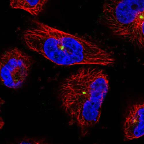Immunocytochemistry/ Immunofluorescence - Anti-PNMA5 antibody (AB150921)