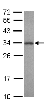 Western blot - Anti-PNMT antibody (AB154282), expandable thumbnail