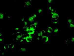 Immunocytochemistry/ Immunofluorescence - Anti-PNMT antibody [EPR7547(2)] - BSA and Azide free (AB249438)