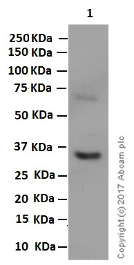 Western blot - Anti-PNMT antibody [EPR7547(2)] - BSA and Azide free (AB249438)