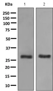 Western blot - Anti-PNMT antibody [EPR7547(2)] - BSA and Azide free (AB249438)