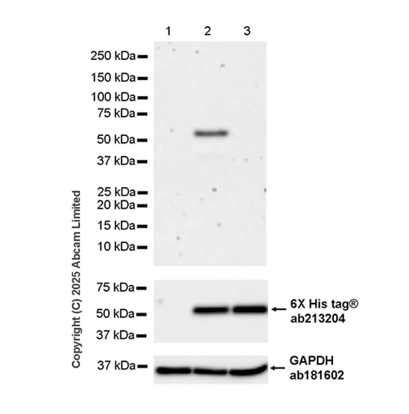 Western blot - Anti-PNPLA3 I148M variant antibody [EPR30478-510] - BSA and Azide free (AB325023)